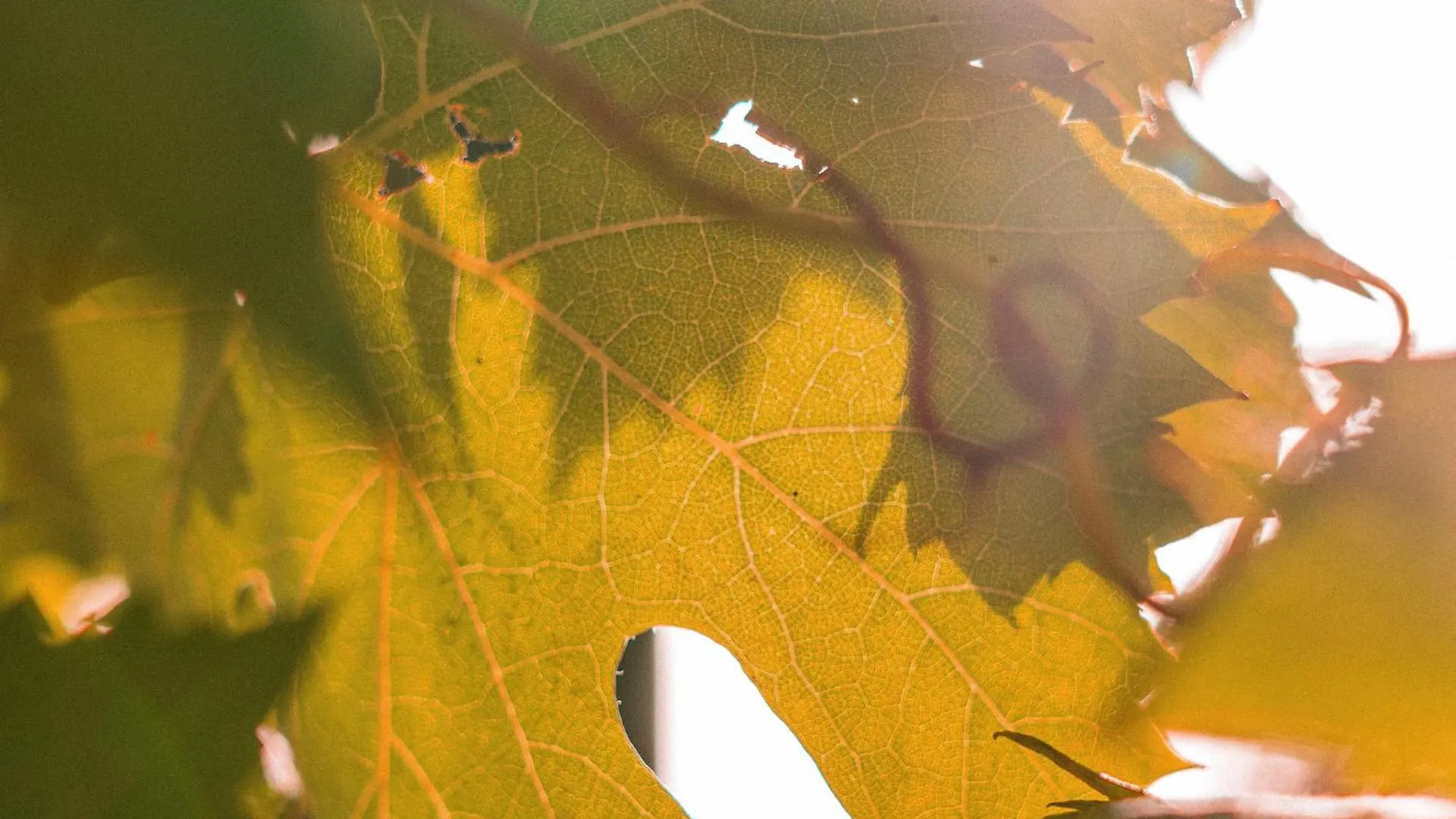 Casale Alle Vigne Trecastagni 0*,  Italy